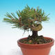 Pinus thunbergii - Borovica thunbergova - 2/4