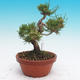 Pinus thunbergii - Borovica thunbergova - 2/4