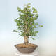 Vonkajší bonsai - Jinan dvojlaločný - Ginkgo biloba - 2/4