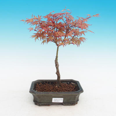 Vonkajšie bonsai - Acer palmatum Beni Tsucasa - Javor dlaňolistý - 2
