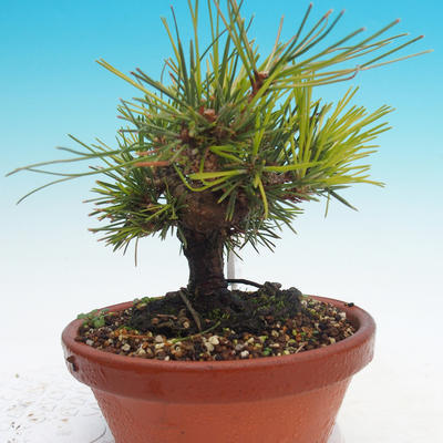 Pinus thunbergii - Borovica thunbergova - 2