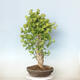 Vonkajší bonsai - Jinan dvojlaločný - Ginkgo biloba - 2/3