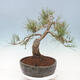 Vonkajší bonsai - Pinus sylvestris Watereri - Borovica lesná - 2/4