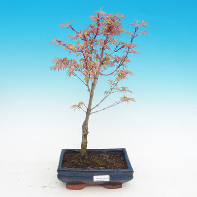 Vonkajšie bonsai - Acer palmatum Beni Tsucasa - Javor dlaňolistý - 2