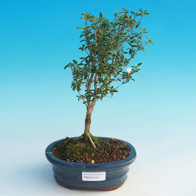 Izbová bonsai - Serissa foetida Variegata - Strom tisíce hviezd - 2