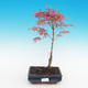 Vonkajšie bonsai - Acer palmatum Beni Tsucasa - Javor dlaňolistý - 2/3