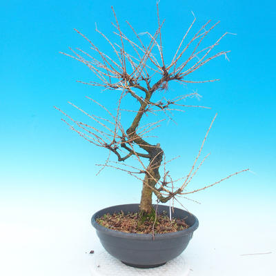 Vonkajší bonsai -Modřín opadavý-Larix decidua - 2