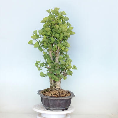Vonkajší bonsai - Jinan dvojlaločný - Ginkgo biloba - 2