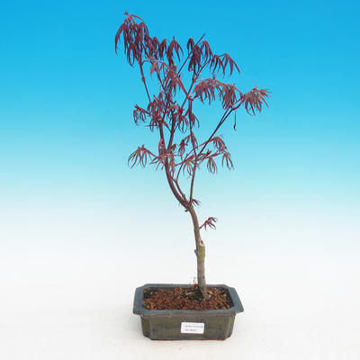 Vonkajšia bonsai-Acer palmatum Trompenburg-Javor červený - 2