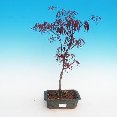 Vonkajšia bonsai-Acer palmatum Trompenburg-Javor červený - 2