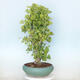 Vonkajší bonsai - Jinan dvojlaločný - Ginkgo biloba - 2/4