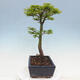 Vonkajší bonsai -Javor dlaňovitolistý Acer palmatum Shishigashira - 2/4
