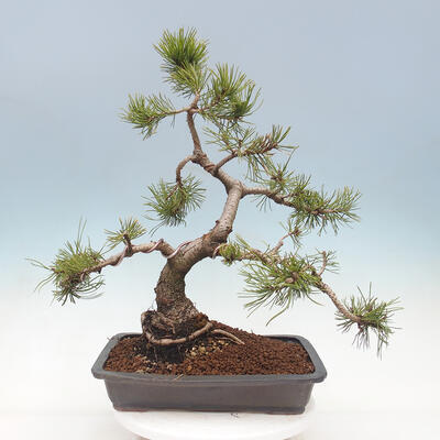 Vonkajší bonsai - Pinus mugo - Borovica kľač - 2