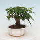 Izbová bonsai - Bouganwilea - 2/7