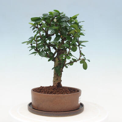 Izbová bonsai s podmiskou - Carmona macrophylla - Čaj fuki - 2