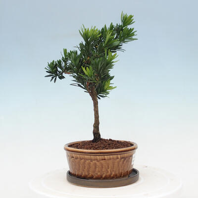 Izbová bonsai s podmiskou - Podocarpus - Kamenný tis - 2
