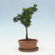 Izbová bonsai s podmiskou - Podocarpus - Kamenný tis - 2/4