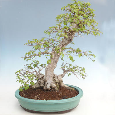 Vonkajší bonsai -Carpinus CARPINOIDES - Hrab kórejský VB2020-566 - 2