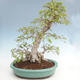 Vonkajší bonsai -Carpinus CARPINOIDES - Hrab kórejský VB2020-566 - 2/5