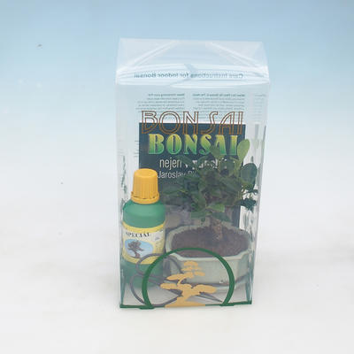 Izbová bonsai v darčekovej krabičke - 2