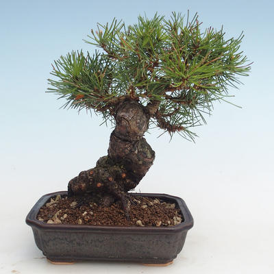 Pinus thunbergii - Borovica thunbergova VB2020-572 - 2