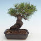 Pinus thunbergii - Borovica thunbergova VB2020-572 - 2/5