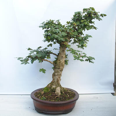 Vonkajší bonsai - Acer campestre - Javor babyka - 2