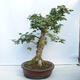 Vonkajší bonsai - Acer campestre - Javor babyka - 2/5