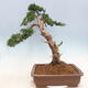 Vonkajšie bonsai - Juniperus chinensis -Jalovec čínsky - 2/6