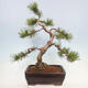 Vonkajší bonsai - Pinus mugo - Borovica kľač - 2/4