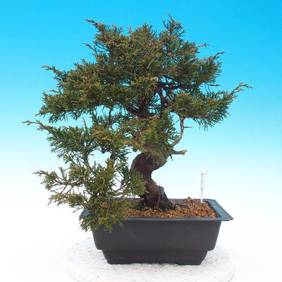 Vonkajšie bonsai - Juniperus chinensis Itoigava-Jalovec čínsky - 2