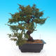 Vonkajšie bonsai - Juniperus chinensis Itoigava-Jalovec čínsky - 2/5