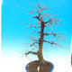 Vonkajší bonsai -Habr obyčajný - Carpinus carpinoides - 2/4