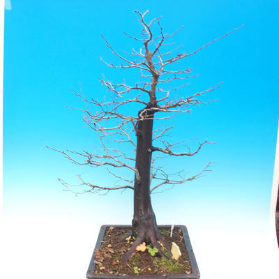 Vonkajší bonsai -Habr obyčajný - Carpinus carpinoides - 2