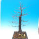 Vonkajší bonsai -Habr obyčajný - Carpinus carpinoides - 2/3