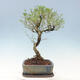Izbová bonsai - Serissa foetida Variegata - Strom tisíce hviezd - 2/4