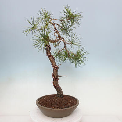 Vonkajší bonsai - Pinus sylvestris - Borovica lesná - 2
