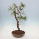 Vonkajší bonsai - Pinus sylvestris - Borovica lesná - 2/4