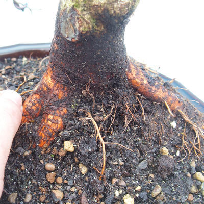 Vonkajšie bonsai - Tilia - Lipa trpasličí - 2