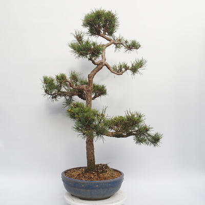 Vonkajší bonsai - Pinus sylvestris Watereri - Borovica lesná - 2
