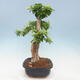 Izbová bonsai - Durant erecta Aurea - 2/6