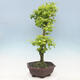 Izbová bonsai - Durant erecta Aurea - 2/5