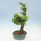 Izbová bonsai - Durant erecta Aurea - 2/5