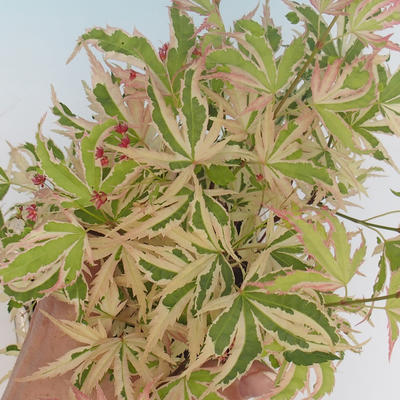 Vonkajší bonsai -Javor dlaňovitolistý Acer palmatum Butterfly VB2020-702 - 2