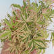 Vonkajší bonsai -Javor dlaňovitolistý Acer palmatum Butterfly VB2020-697 - 2/3