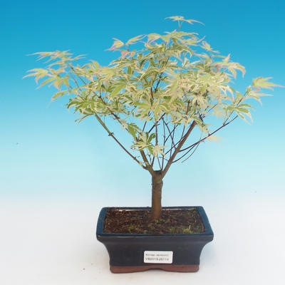 Vonkajší bonsai -Javor dlaňovitolistý Acer palmatum Butterfly - 2