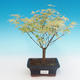 Vonkajší bonsai -Javor dlaňovitolistý Acer palmatum Butterfly - 2/2