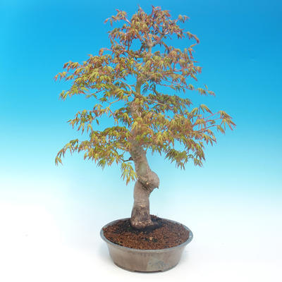 Vonkajšie bonsai - Acer pamnatum -Javor dlaňovitolistý - 2