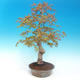 Vonkajšie bonsai - Acer pamnatum -Javor dlaňovitolistý - 2/5