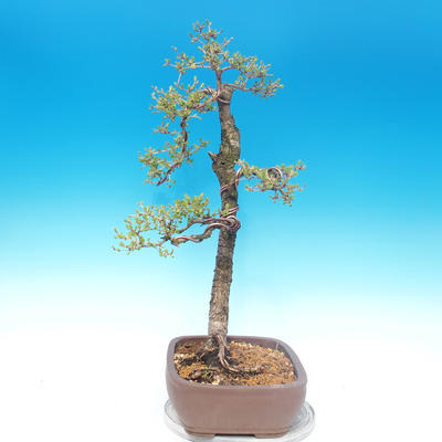 Vonkajšie bonsai - Larix decidua - Smrekovec opadavý - 2